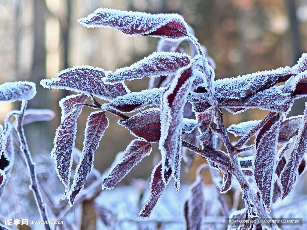 霜覆紫叶