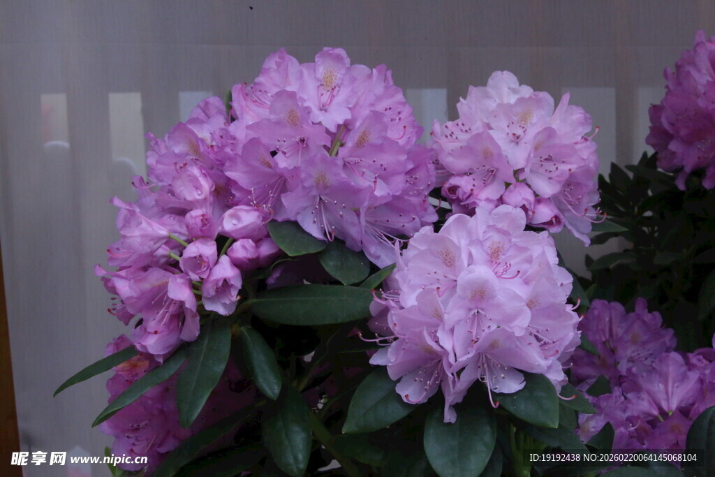 杜鹃花  
