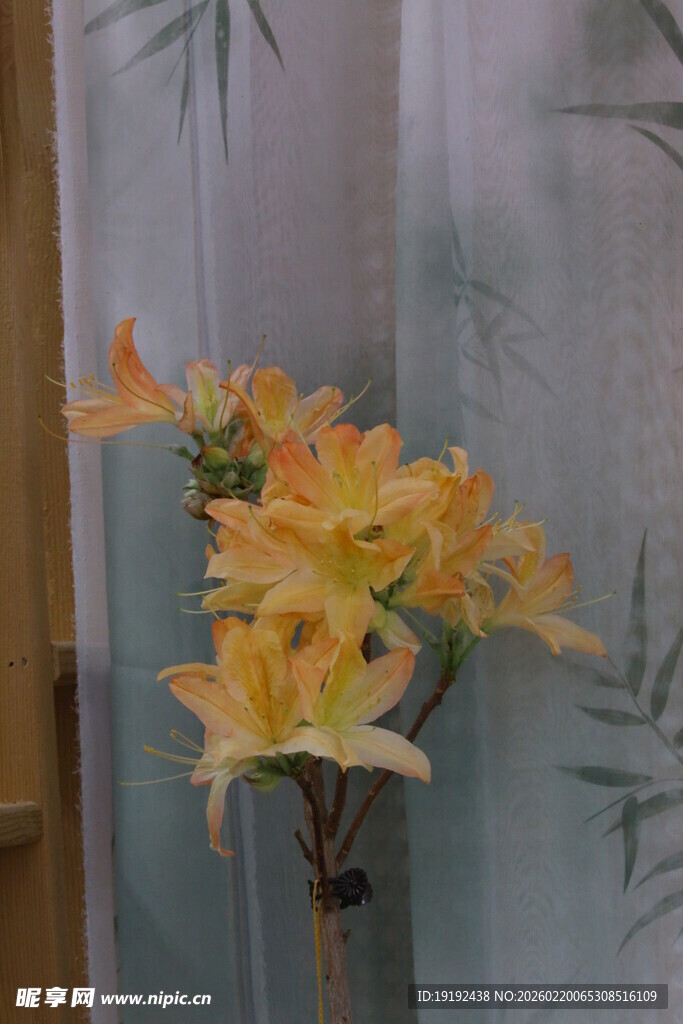 杜鹃花  