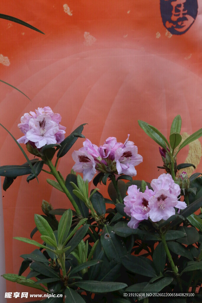 杜鹃花 