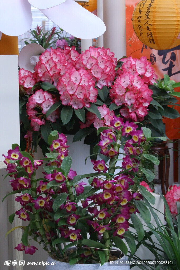 杜鹃花  