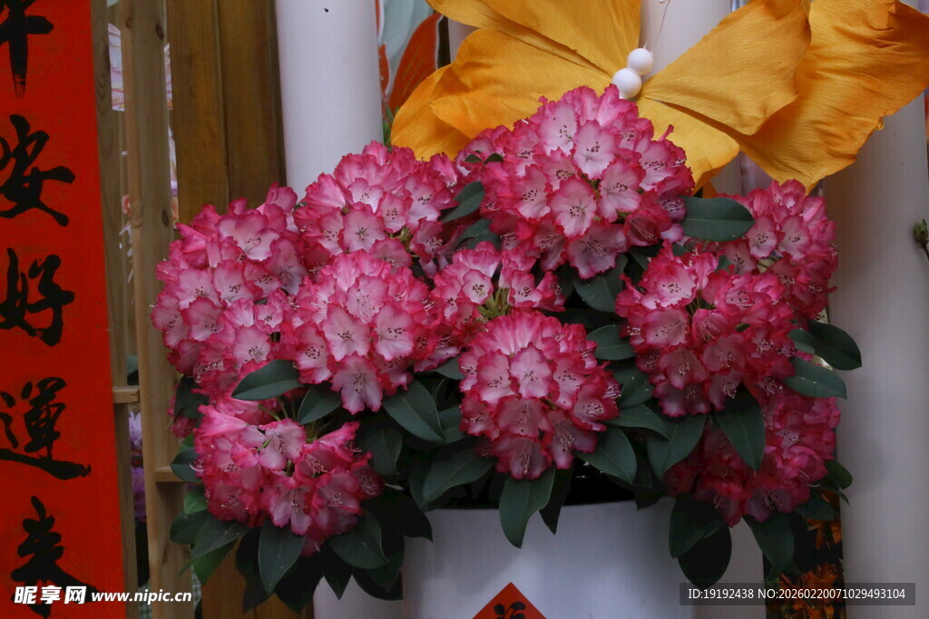 杜鹃花 