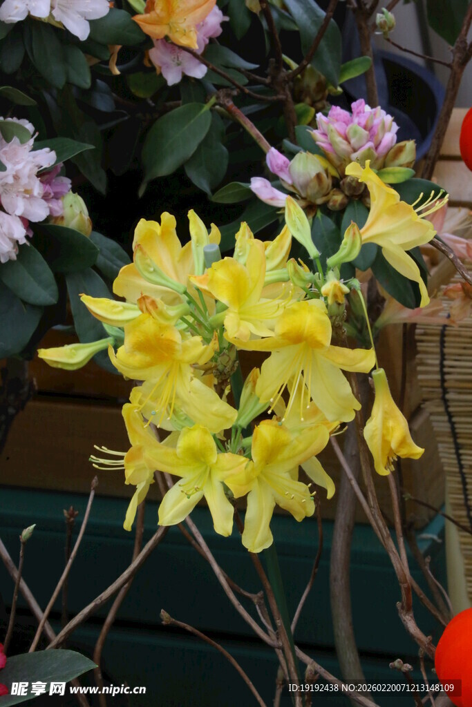 杜鹃花 