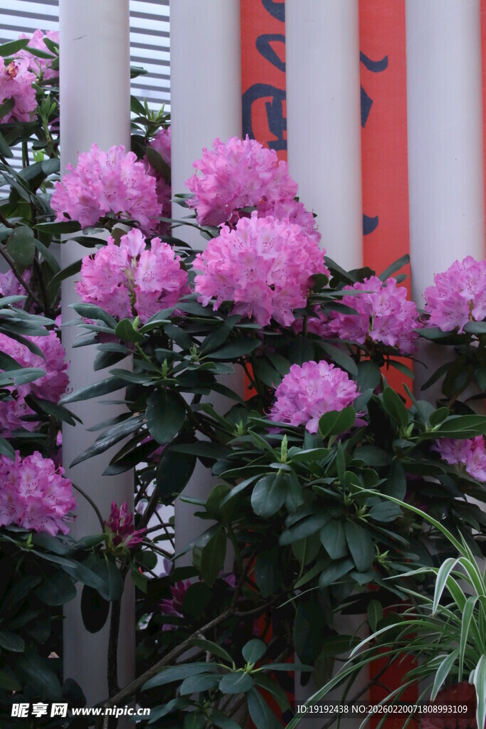 杜鹃花  