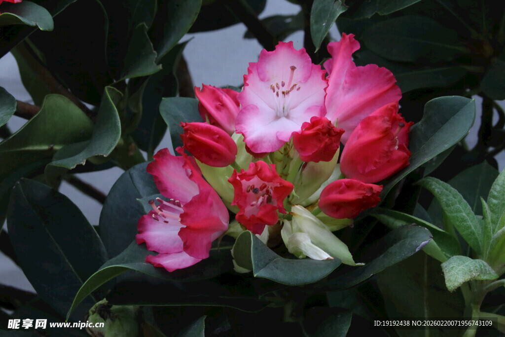 杜鹃花  