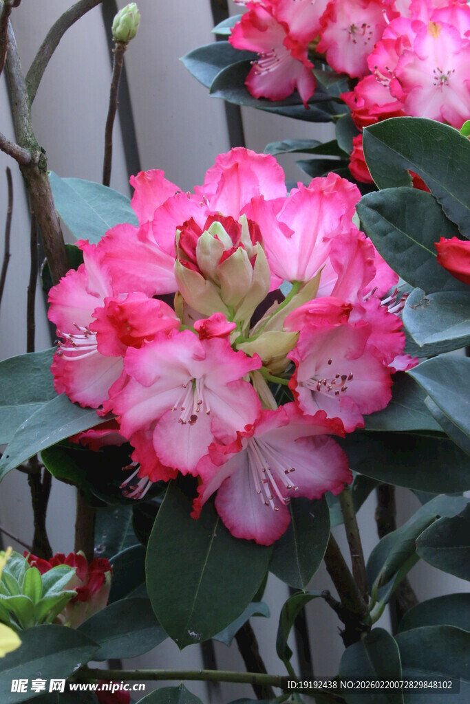 杜鹃花  