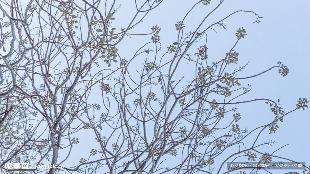 冬日光秃树枝映蓝天