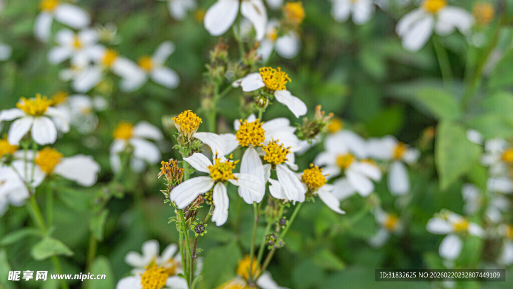 鬼针草 白色小花绽放于绿叶间