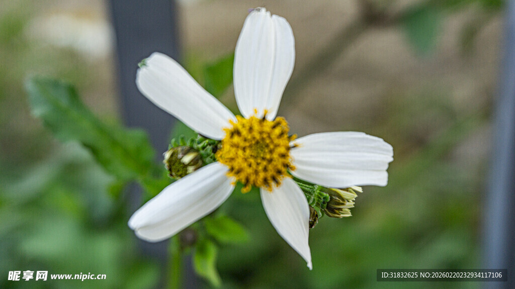 鬼针草 白色小花绽放生机