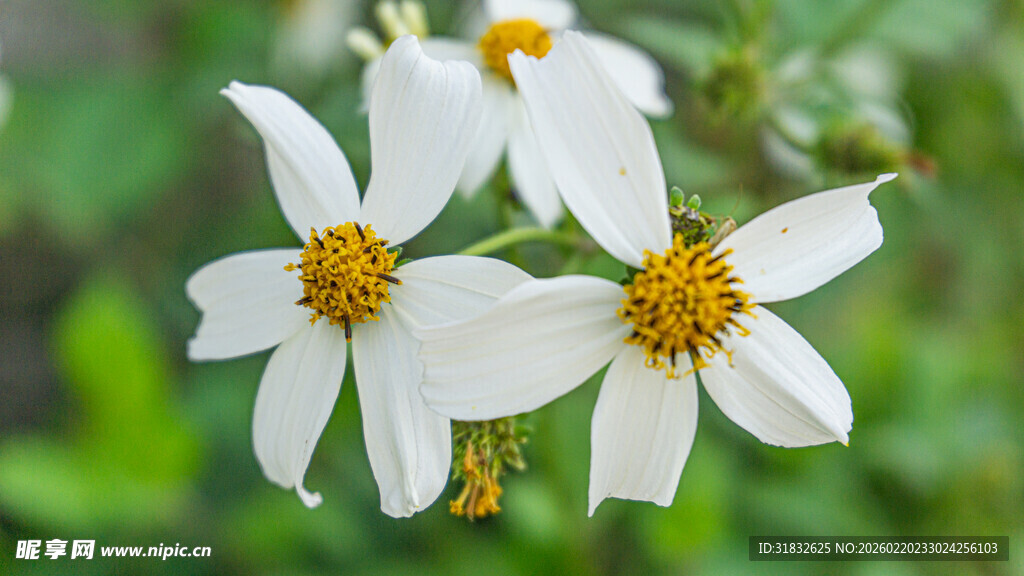 鬼针草 白色小花绽放绿意间
