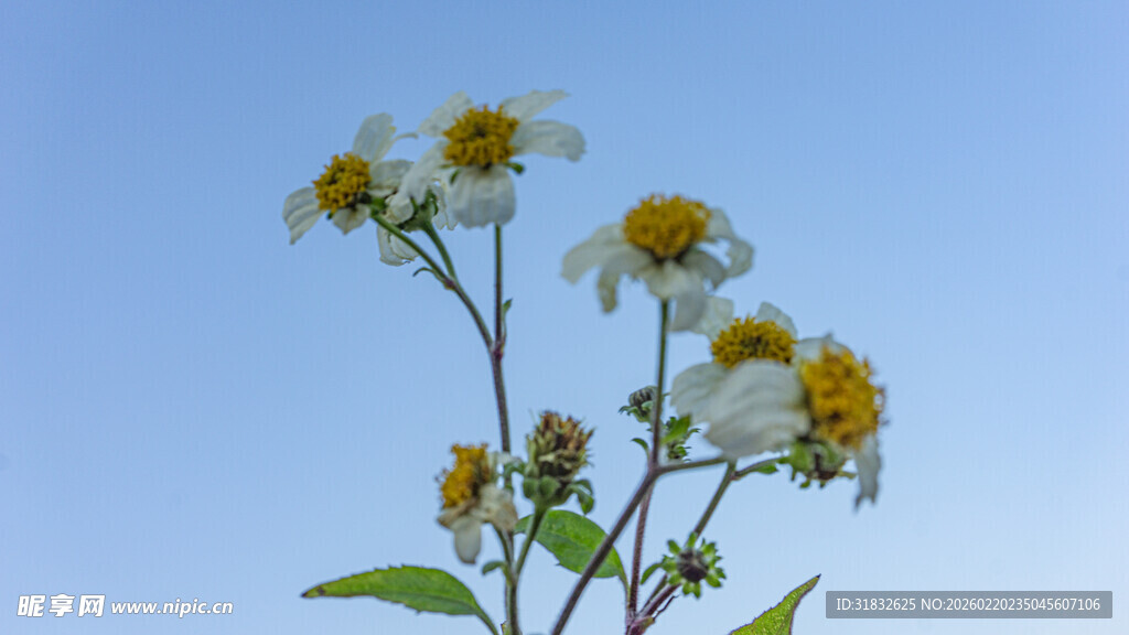 鬼针草 蓝天映衬下的清新野菊花