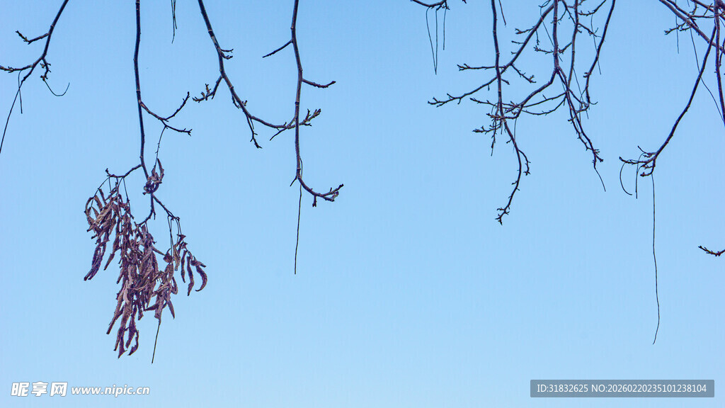 枝头残叶映蓝天