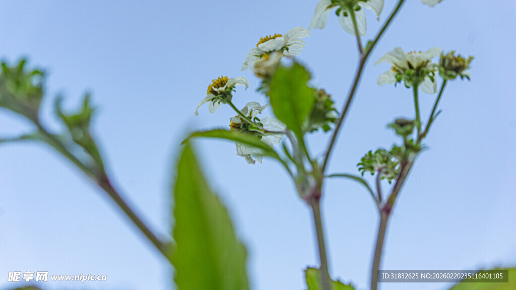鬼针草 蓝天映衬下的清新植物