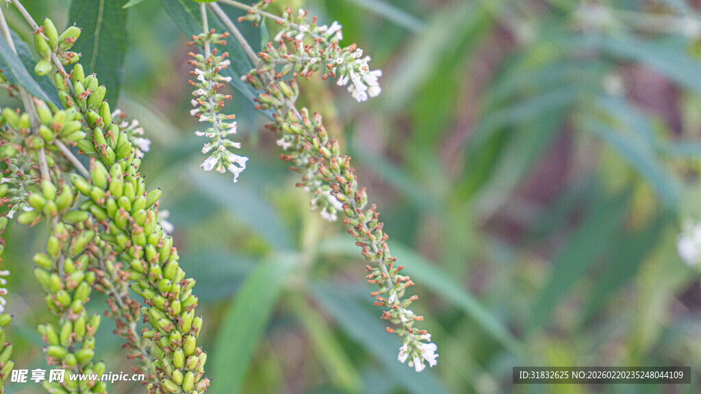 白背枫 白鱼尾 清新花草