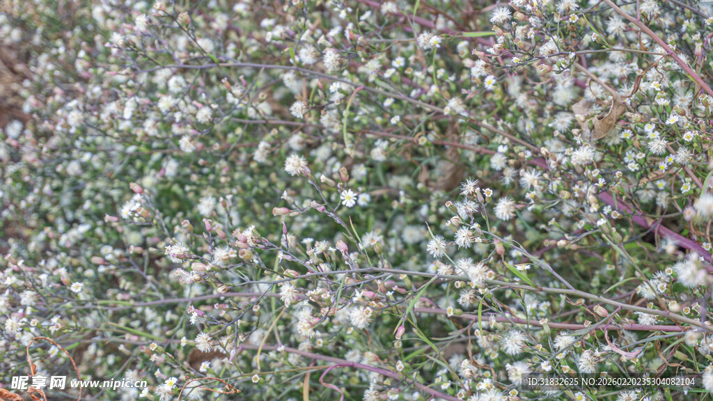 白色碎花覆盖的绿色地面