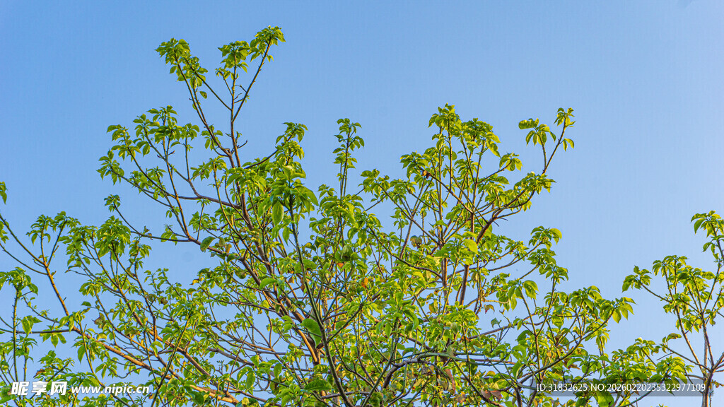 蓝天映衬下的翠绿枝叶
