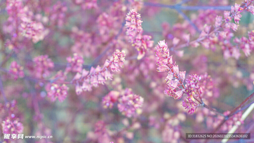 粉色繁花绽放美景