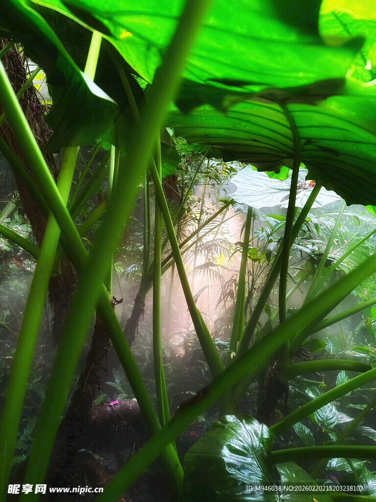 绿叶间的光影植物景观