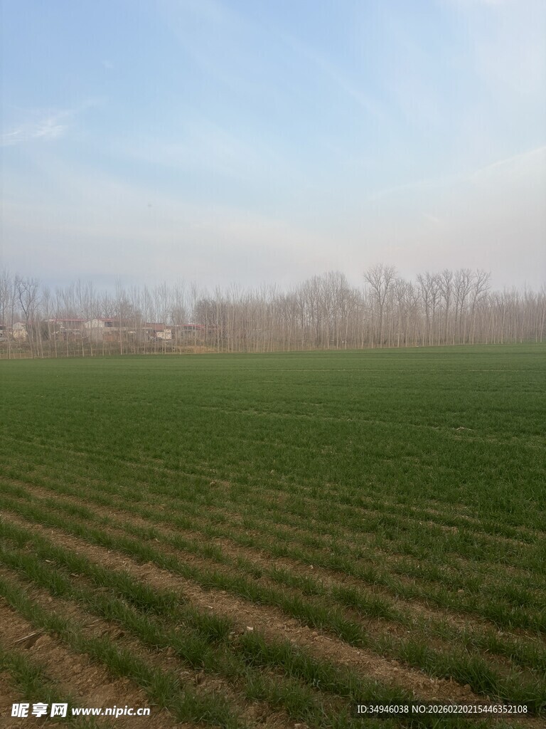 广袤田野绿意盎然