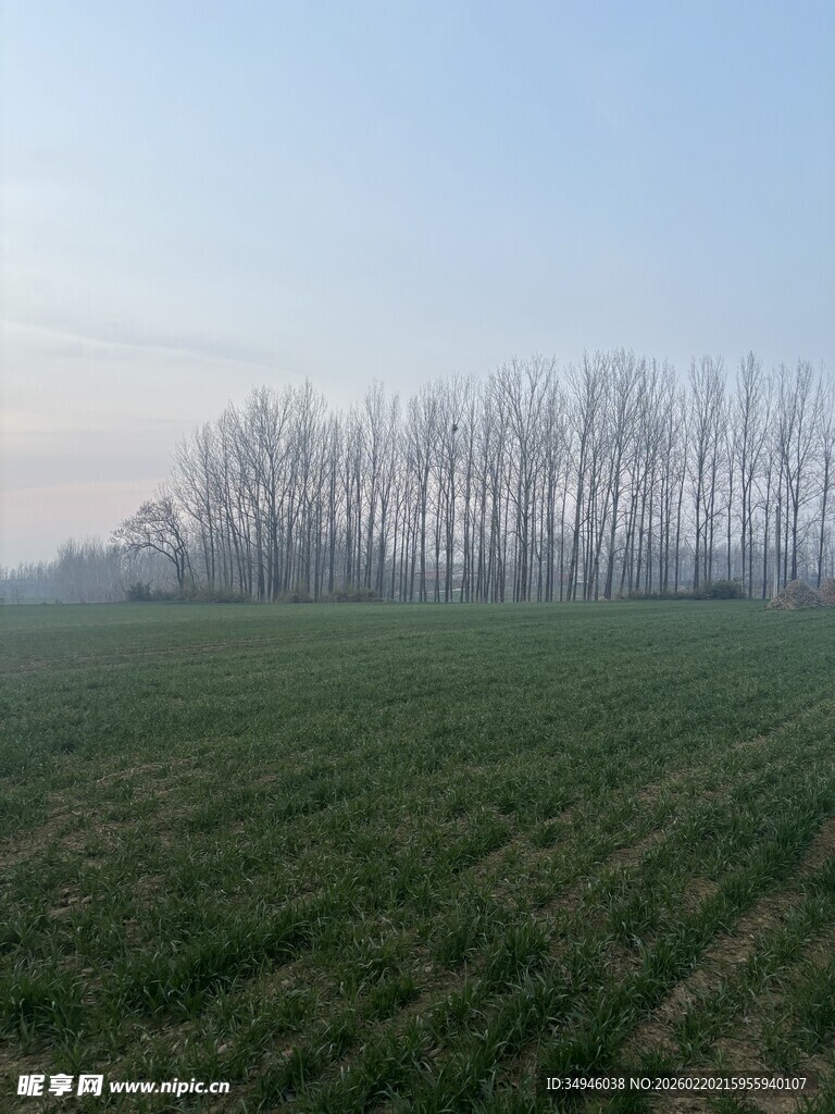 田野树林风景图