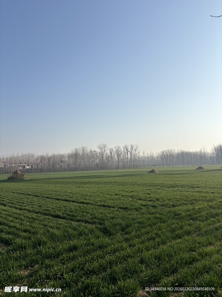 广袤田野绿意浓