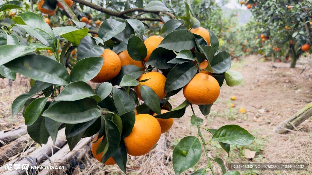 果园里挂满果实的橘子树