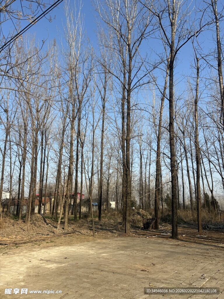 冬日光秃树林中的土路