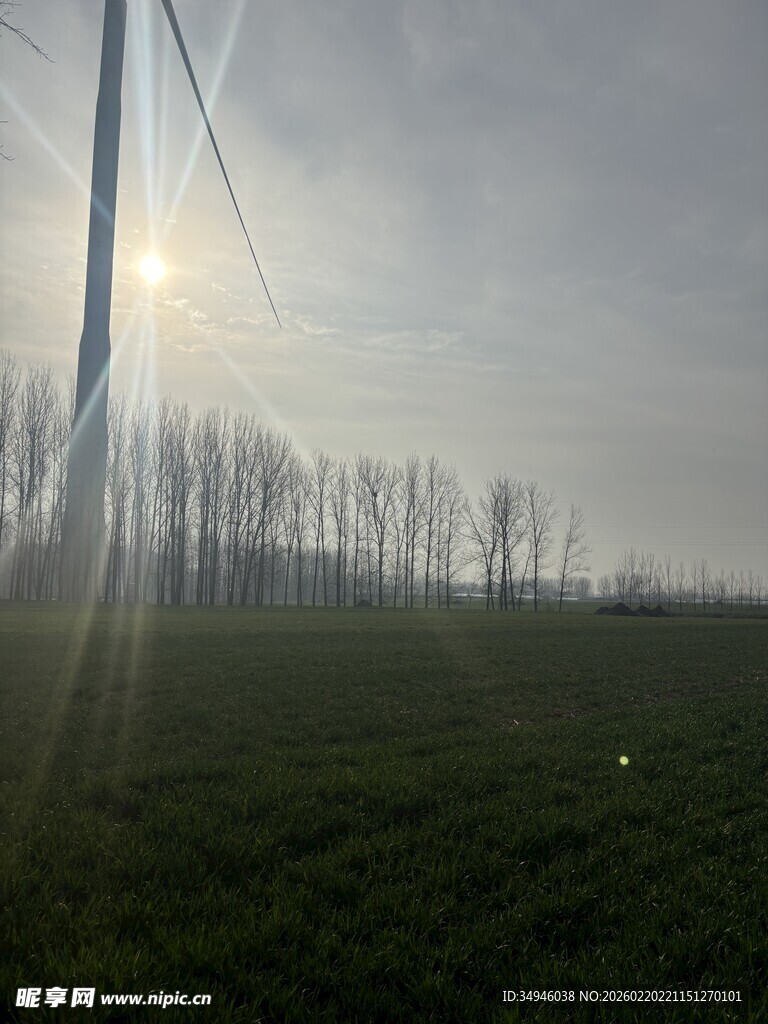 田野晨光中的电线杆与树木