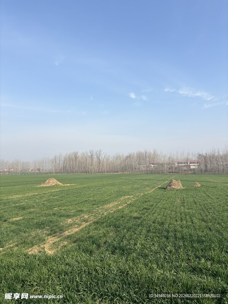 广袤田野绿意盎然