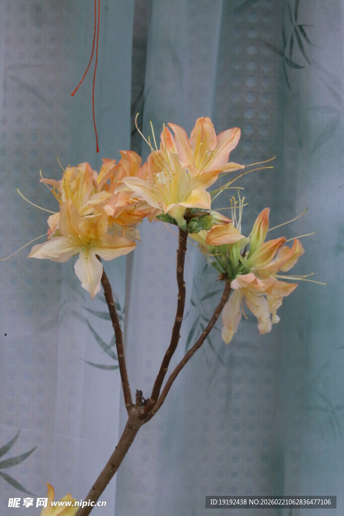 杜鹃花 
