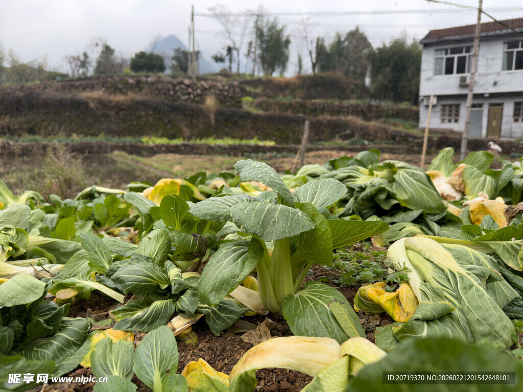 田间堆积的大片蔬菜残叶