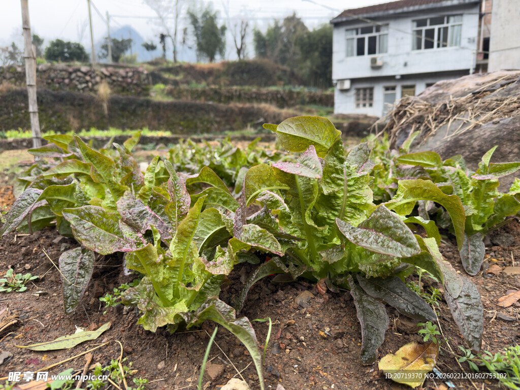 菜园中的鲜嫩蔬菜