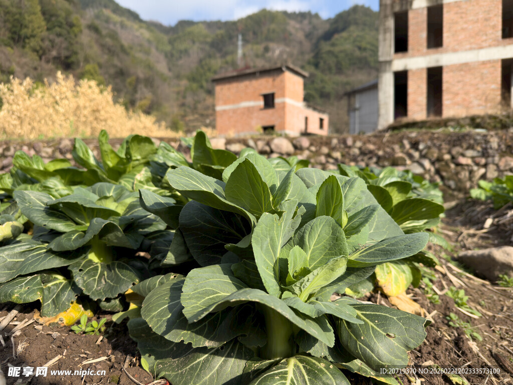 田园中的茁壮蔬菜植株