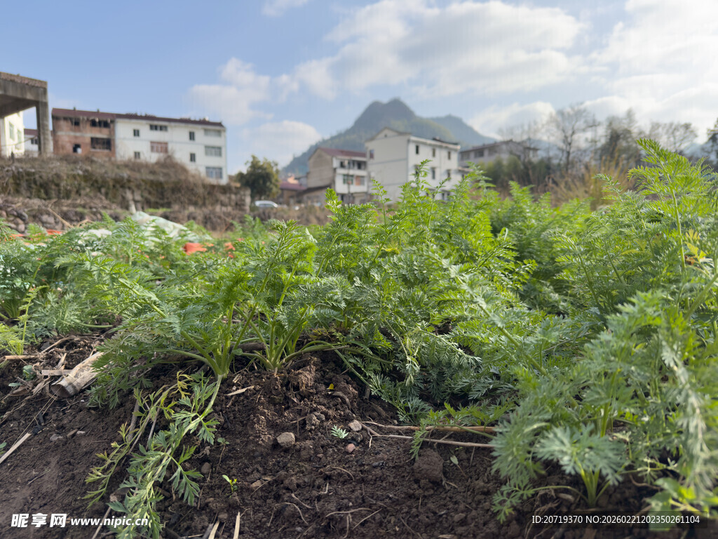 田园菜地绿植与远处山峦