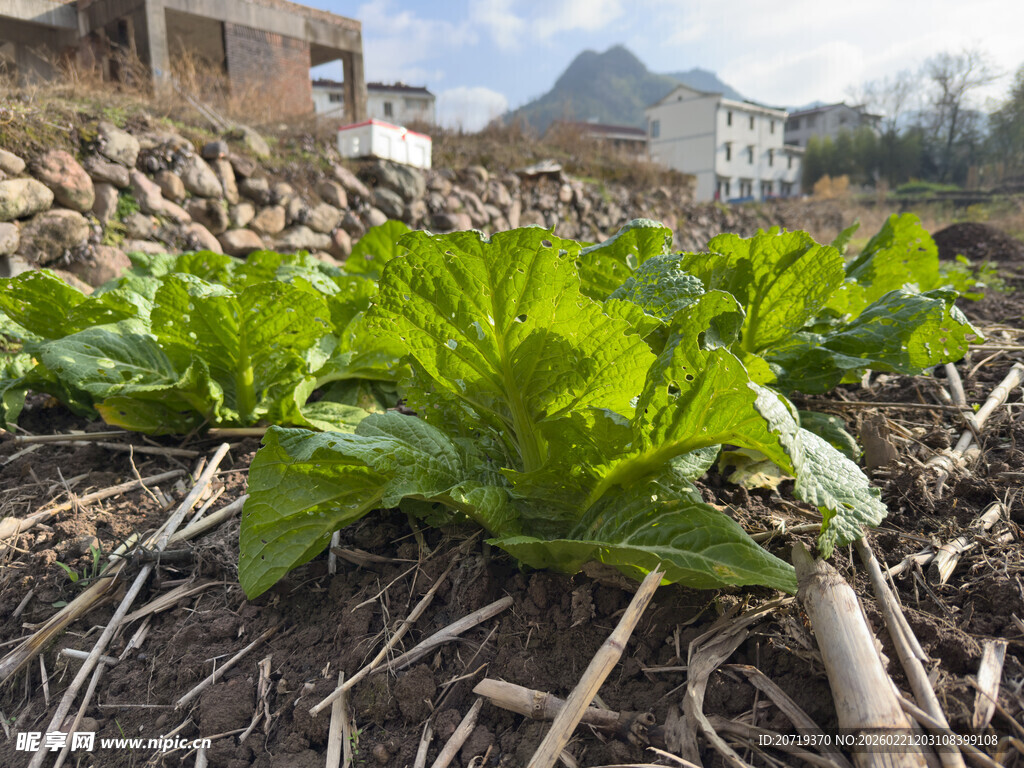 田地里鲜嫩的绿色蔬菜