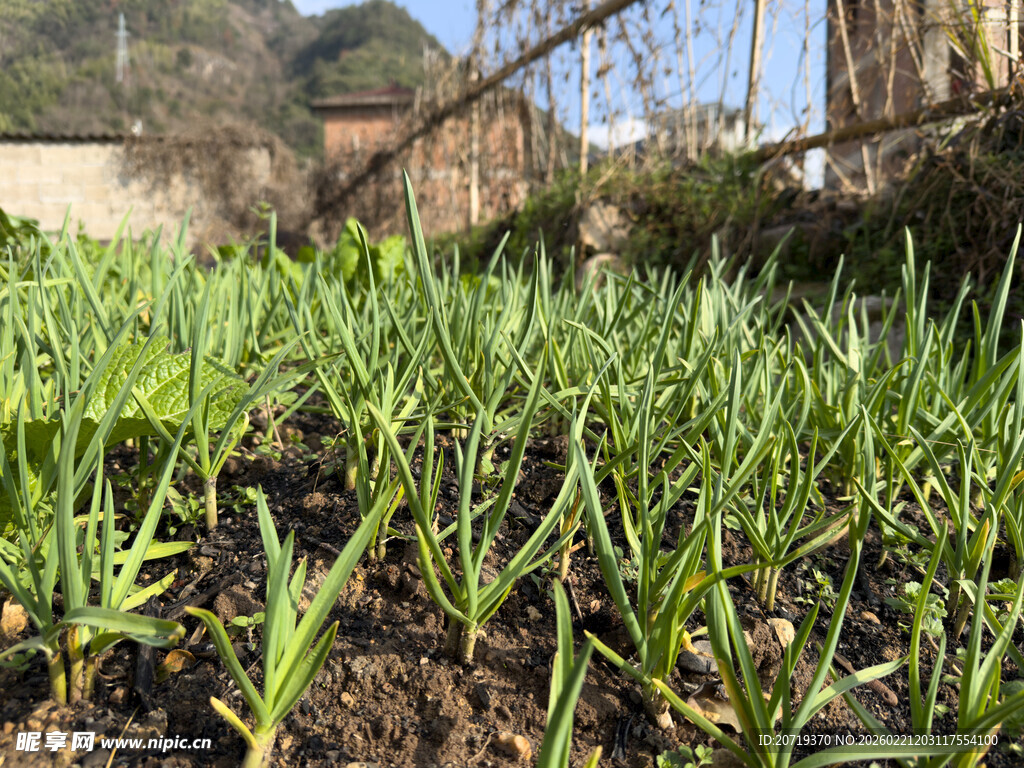 菜园里的蒜苗