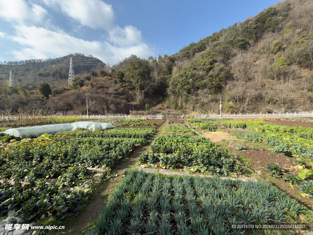 田园风光中的整齐蔬菜田