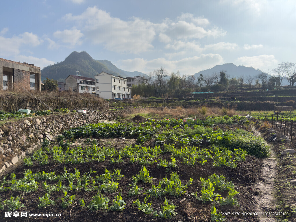 乡村菜园风光