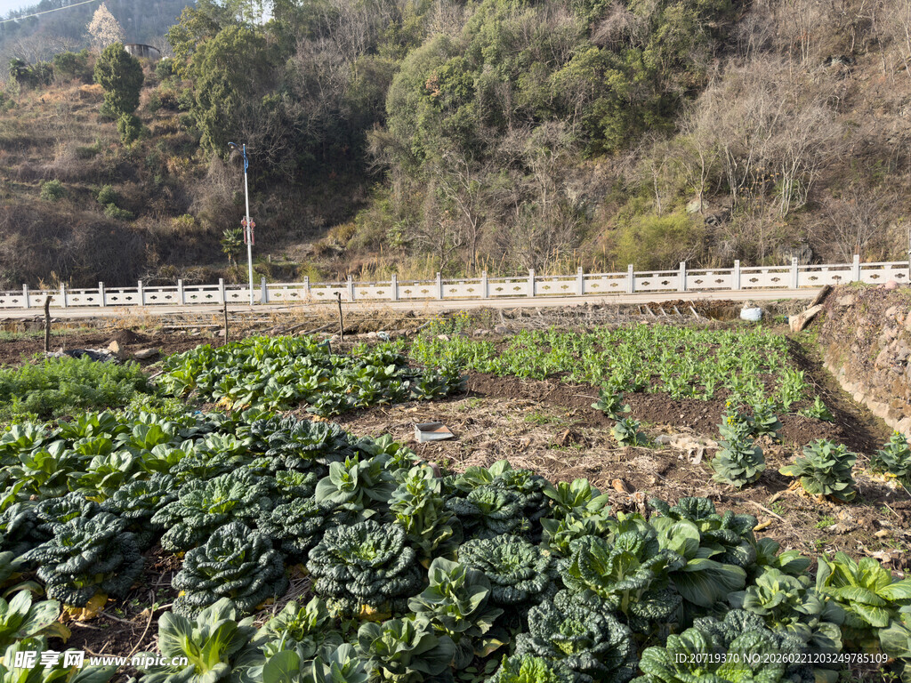 山间菜园
