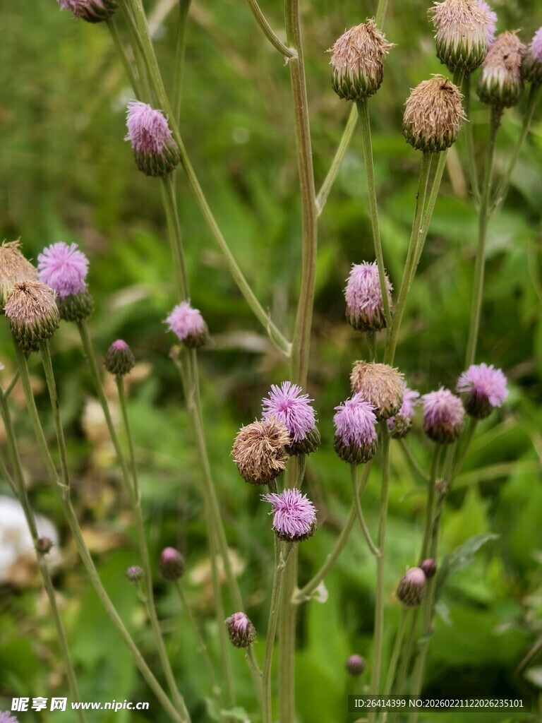 野外绽放的紫色小花