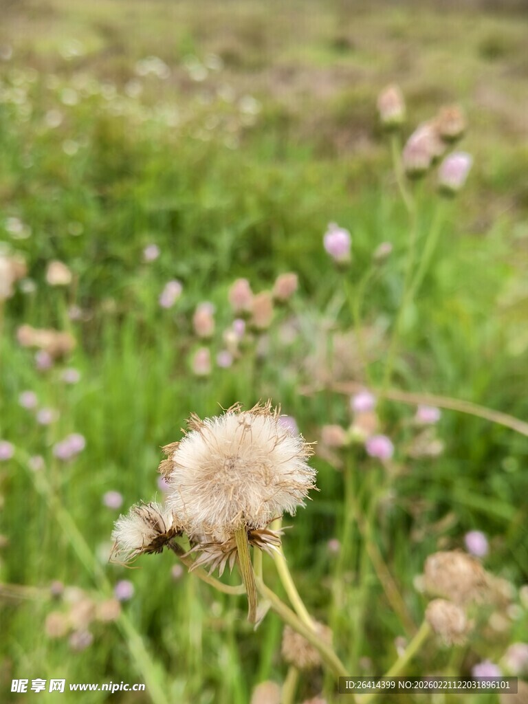 田野中的蒲公英