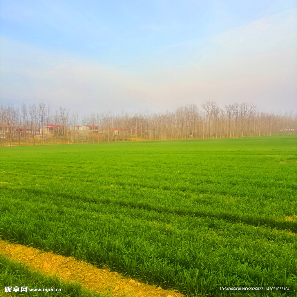 绿色麦田风光