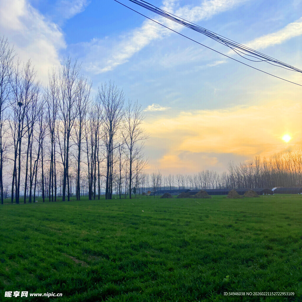 田野夕阳下的挺拔树木