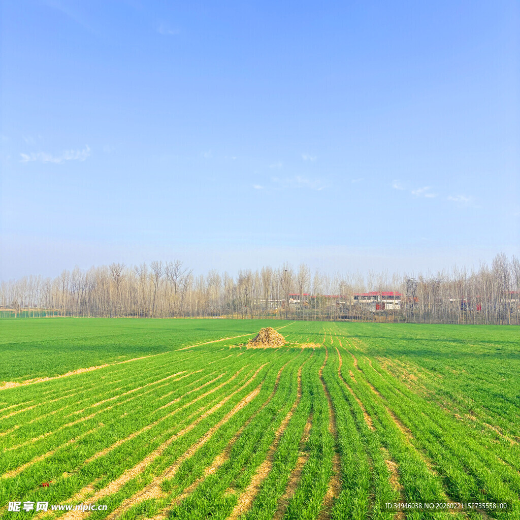 广袤田野绿意浓
