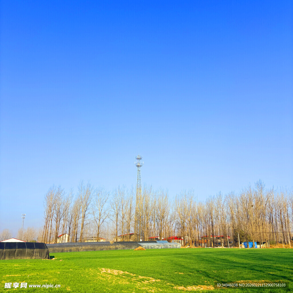 蓝天绿地旁的树林景象