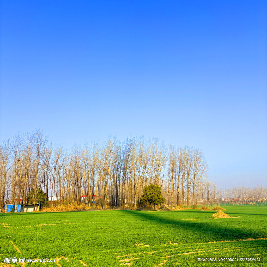 春日绿野与树木景观