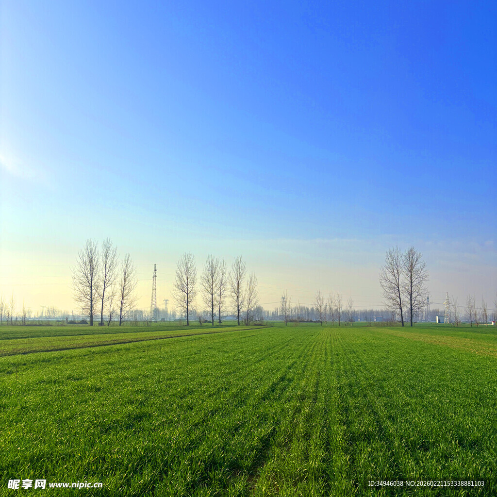 广袤绿野与天际树木