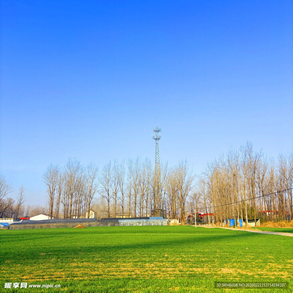 户外绿草地与光秃树木景