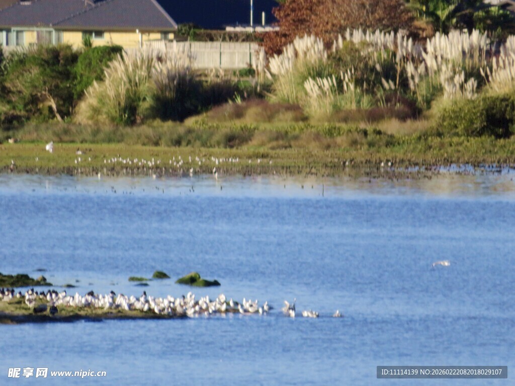 海滩群鸟栖息的宁静画面