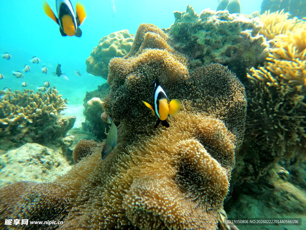 珊瑚礁海葵和小丑鱼
